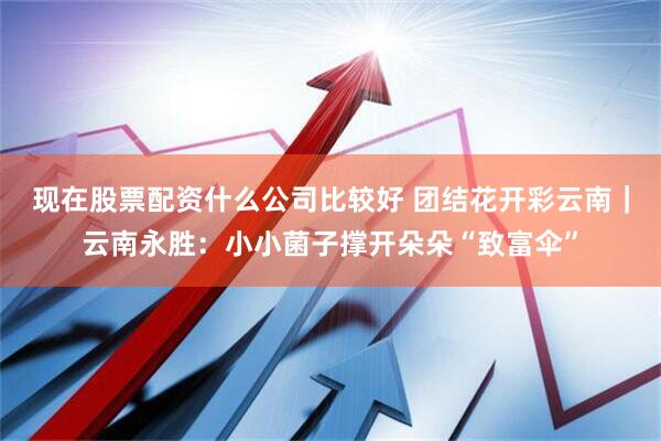 现在股票配资什么公司比较好 团结花开彩云南｜云南永胜：小小菌子撑开朵朵“致富伞”